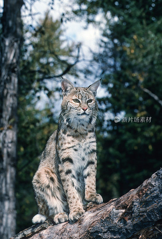 山猫(Lynx rufus)，也被称为红山猫，是一种中型猫，原产于北美。它的分布范围从加拿大南部到美国大部分地区，再到墨西哥的瓦哈卡州。蒙大拿东冰川。